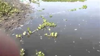 بالفيديو.. نرصد الأسماك النافقة في فرع رشيد بالمنوفية