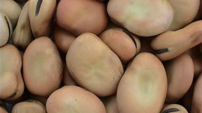 اليوم.. 5.25 جنيهات لكيلو الفول ببني سويف