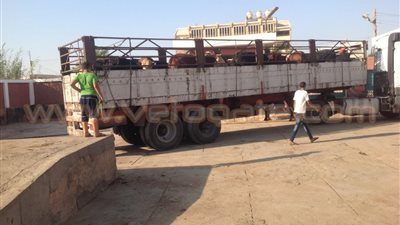 بالفيديو والصور.. طرح 120 ألف كيلو لحوم مدعمة خلال العيد في الفيوم