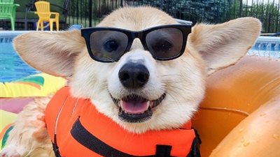 بالصور.. الكلب الأكثر سعادة في العالم