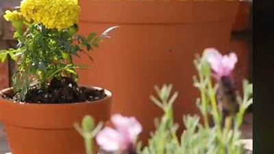 4 طرق لترتيب حديقة منزلك منها مزروعات لطرد الحشرات (فيديو)