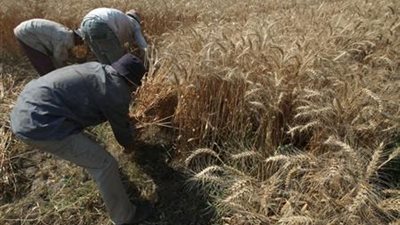 «الزراعة الأمريكية»: مخزون القمح بمصر سيتراجع دون مليون طن نهاية يونيو