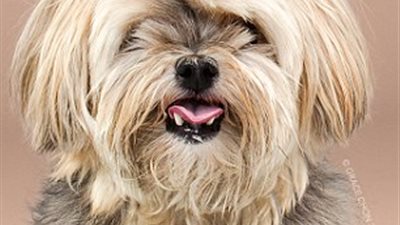 بالصور.. اختلاف شكل الكلاب بعد الحصول على تصفيفة يابانية