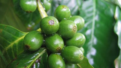 حبوب القهوة الخضراء تخفض مستوى السكر فى الدم