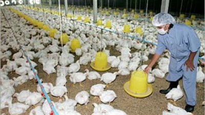 «الثروة الداجنة»: تحديد الحكومة حصة غاز للمزارع «كلام في الهوا»