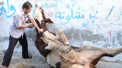 البيئة: إزالة مخلفات الأضحية من اختصاص «التطوير الحضاري»