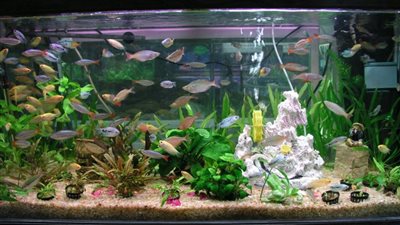 أسماك الزينة.. كيف تعتنين بها؟