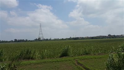 بالصور.. مواطن يحذر من انتشار ورد النيل