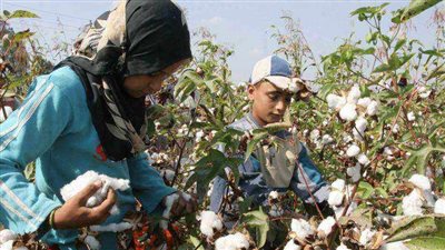 وزير الزراعة يفتتح موسم جني القطن في الفيوم الثلاثاء المقبل