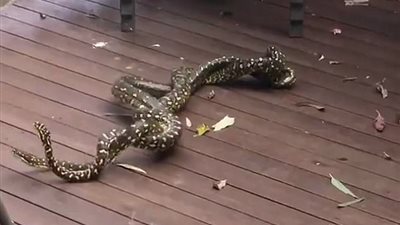 بالفيديو والصور.. معركة بين ثعبانين بسبب أنثى