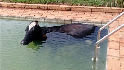 بالصور.. حيوانات تضع نفسها في مأزق