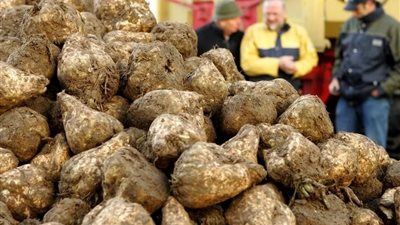 ابتكار مادة تدخل في صناعة الطائرات مستخرجة من نفايات بنجر السكر