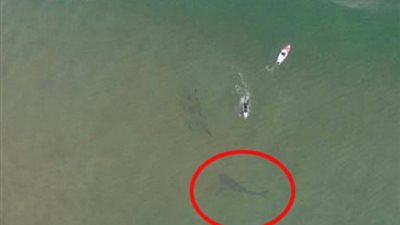 بالفيديو والصور.. «قرش» يثير الذعر على شواطئ أستراليا