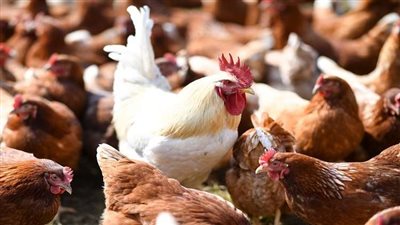 أسعار الدواجن اليوم الثلاثاء 31/ 7/ 2018.. والكيلو بـ31 جنيها