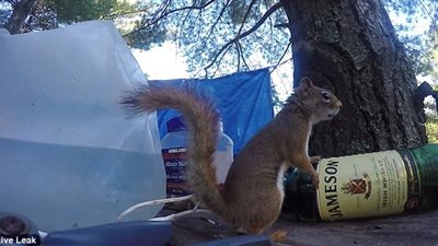 بالصور.. سنجاب يضع خطة محكمة لسرقة المكسرات