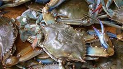 «الكابوريا» تسجل 36 جنيهًا بسوق الجملة