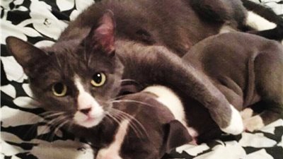 بالصور.. أغرب تشابه بين حيوانات من أنواع مختلفة