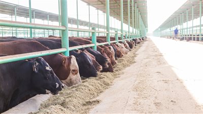 خطوات وأوراق الاستفادة من مشروع المستثمر الصغير لمؤسسة مصر الخير