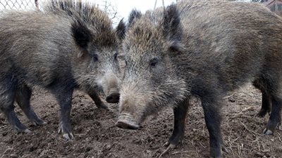 الجيش الأوكراني يستخدم الخنازير البرية على الجبهات القتالية