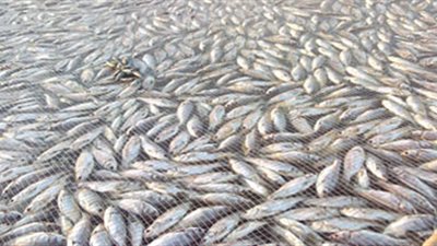 فزع بالبحيرة بعد ظهور أسماك نافقة بنيل إيتاي البارود