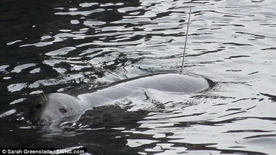 بالصور.. إصابة كلب بحر تثير ذعر سكان مدينة بريطانية