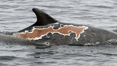 تعافٍ مذهل لدولفين تحدى الموت بسبب حروق الشمس (صور)