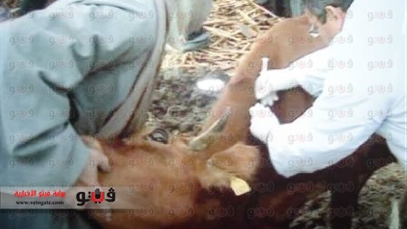 الطب البيطرى ببنى