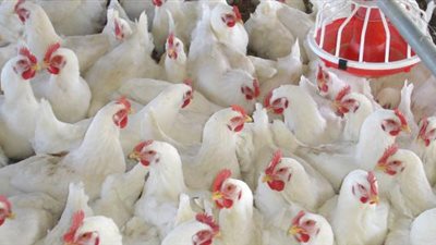 أسعار الدواجن اليوم الأربعاء 2018/8/1.. والكيلو يسجل 30 جنيها