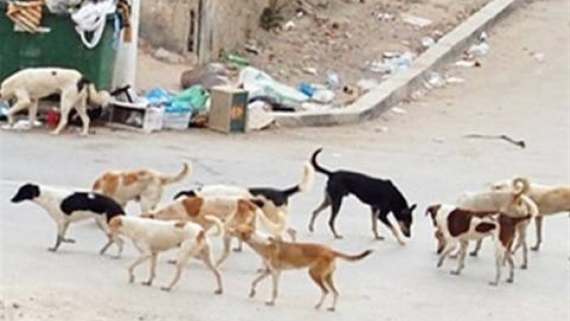 صورة ارشيفيه