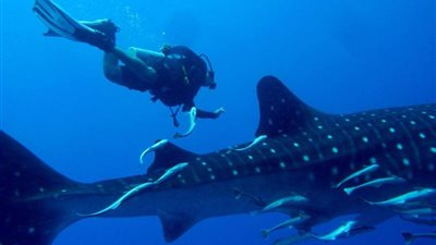 الإنقاذ البحري: ظهور القرش الحوتي جنوب الغردقة (صور)