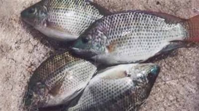 «االبلطى الأسوانى» يسجل 17 جنيها بسوق الجملة