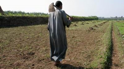 « الحصاد المرُ».. مزارعو مصر حقل تجارب