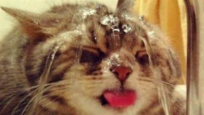 بالصور.. قطة تحاول الانتحار بسبب الخيانة الزوجية !