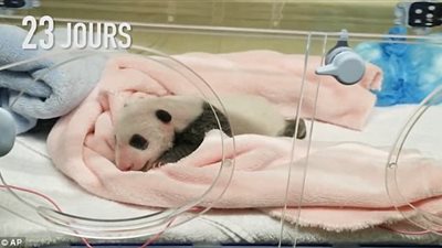 بالفيديو والصور.. تطور نمو أول باندا بفرنسا في 30 يوما