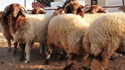 «البحوث الإسلامية» يوضح الحكم الشرعي للأضحية