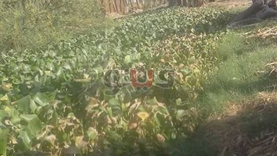 أهالي الفيما بأسيوط يطالبون المحافظ بتطهير ترعة غطاها ورد النيل