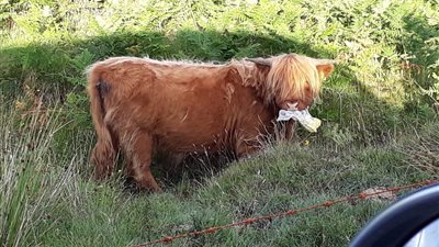 كيس بلاستيكي يهدد طائر نورس بالموت (صور)