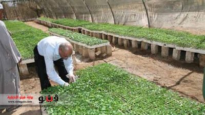 الهجان: زراعة 204 أفدنة قمح كحقول إرشادية بقنا