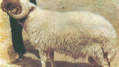 القبض على شرطي سرق 5 خرفان