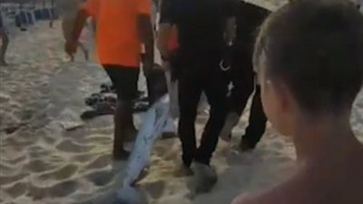 قرش يسبح تحت أقدام الأطفال يثير ذعر رواد الشاطئ (فيديو وصور)