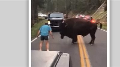 رجل يحاول إثارة غضب «بيسون»  (فيديو وصور)