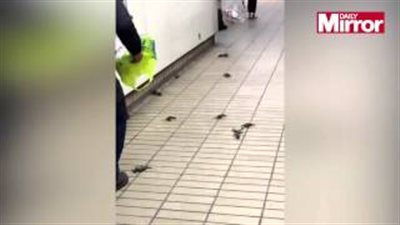 بالفيديو.. «الكابوريا» تهاجم محطة مترو بريطانية