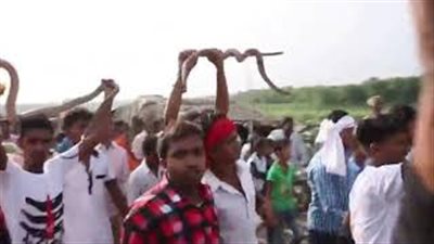 قرويون يحملون مئات الثعابين خلال احتفال ديني (فيديو)