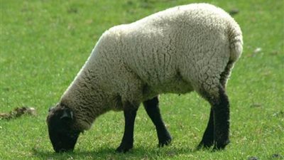 حماية المستهلك: الخروف 