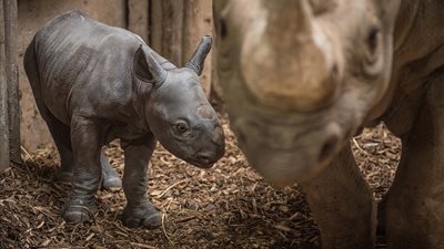 حدث نادر لولادة وحيد قرن أمام زوار حديقة حيوان (فيديو وصور)