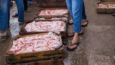 بالصور.. «حلقة السمك بدمياط» قبلة المصريين لشراء الأسماك الطازجة