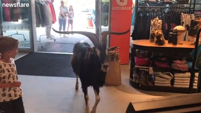 رد فعل زبائن لحظة اقتحام ماعز بري متجرا رياضيا (فيديو)