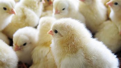 شعبة الدواجن: ارتفاع سعر الكتكوت إلى 7.5 جنيهات