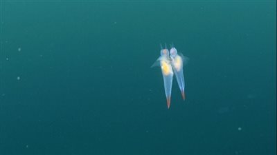 بالفيديو والصور.. رقصة نادرة بين «ملائكة البحر» خلال التزاوج