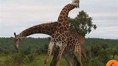 بالفيديو والصور.. ذكر زراف يتغلب على آخر للفوز بأنثى